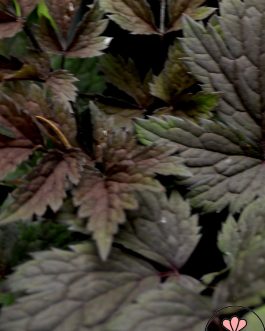 Actaea simplex `BLACK BEAUTY’ (Czerniec nierozgałęziony) nowość!