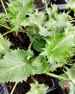 Eryngium maritimum  (Mikołajek nadmorski)