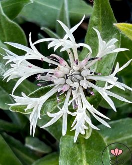 Centaurea montana 'Alba’ (Chaber górski)
