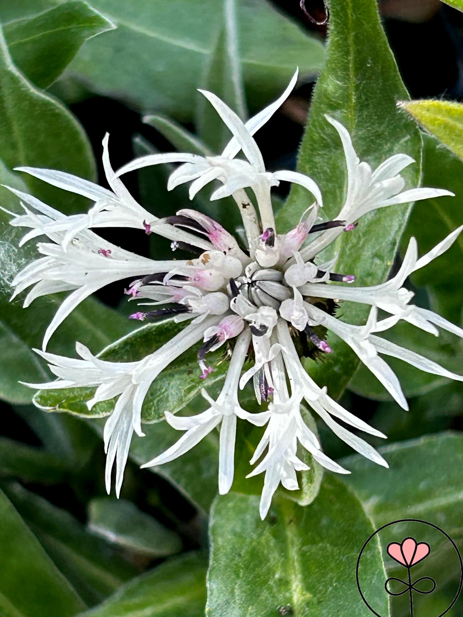 Centaurea montana 'Alba' (Chaber górski)