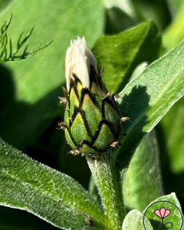 Centaurea montana 'Alba’ (Chaber górski)