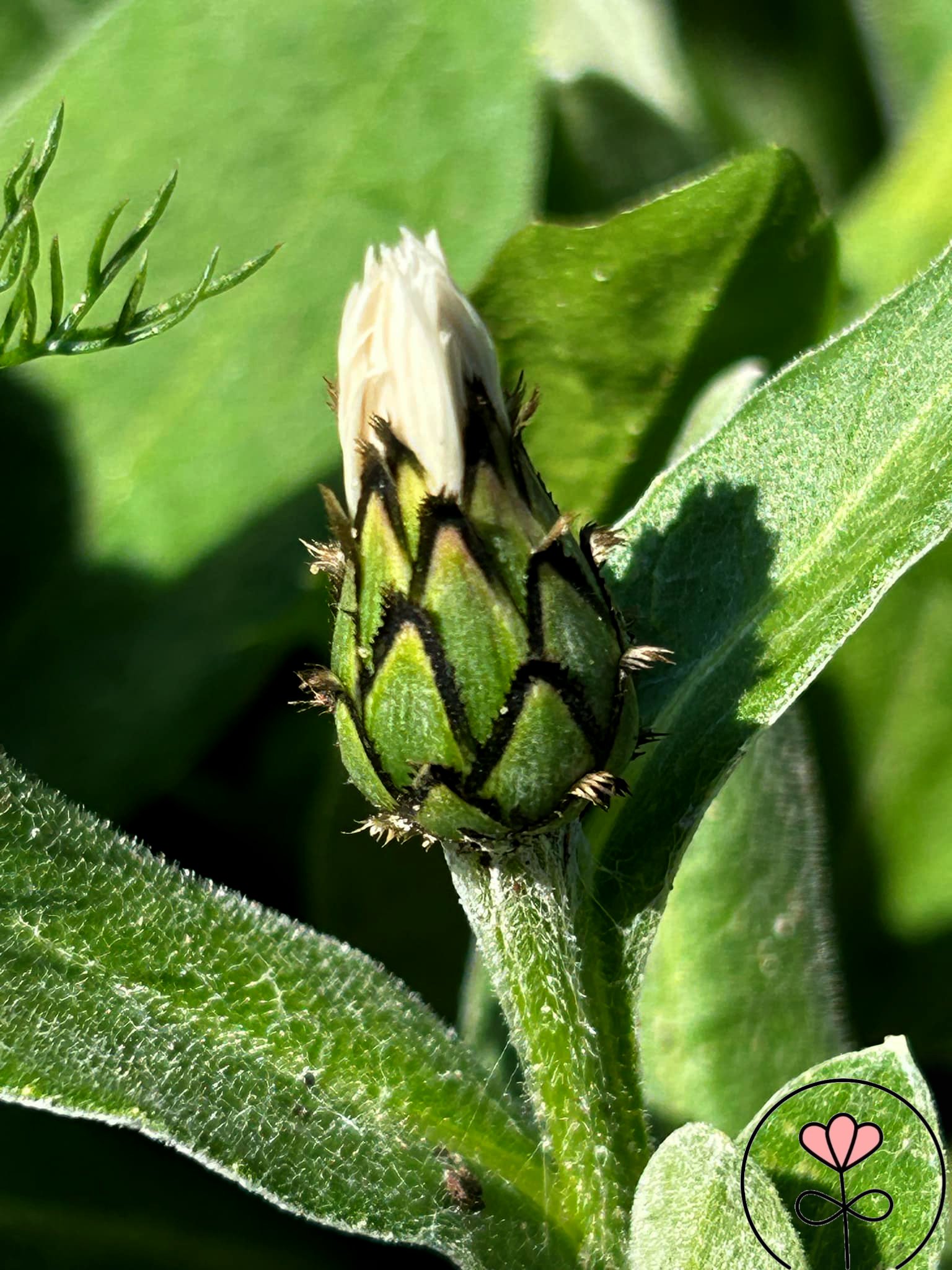 Centaurea montana 'Alba' (Chaber górski) - obrazek 2