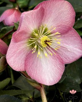 Helleborus orientalis Glamour `Strawberry Moon` (Ciemiernik wschodni) nowość!
