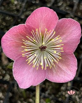 Helleborus orientalis Glamour `Strawberry Moon` (Ciemiernik wschodni) nowość!