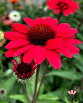 Echinacea hybrida SUNSEEKERS 'Scarlet’ (Jeżówka mieszańcowa)
