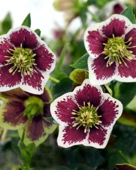 Helleborus orientalis Honeymoon `Romantic Getaway` (Ciemiernik wschodni) nowość!