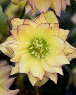 Helleborus orientalis Wedding Party `First Dance` (Ciemiernik wschodni) nowość!