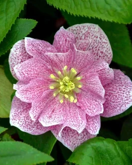 Helleborus orientalis Wedding Party `Wedding Crasher` (Ciemiernik wschodni) nowość!