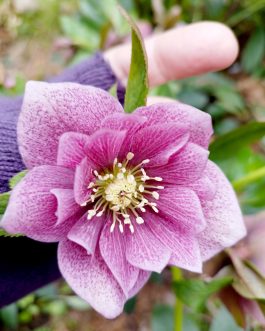 Helleborus orientalis Wedding Party `Wedding Crasher` (Ciemiernik wschodni) nowość!