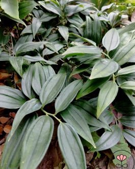 Disporopsis arisanenis (Disporopsis) nowość!