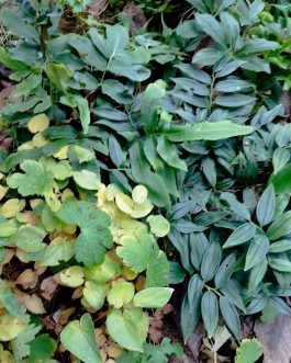 Disporopsis arisanenis (Disporopsis) nowość!