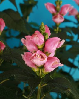 Chelone obliqua 'Pink Turtle’ (Żółwik ukośny) nowość!