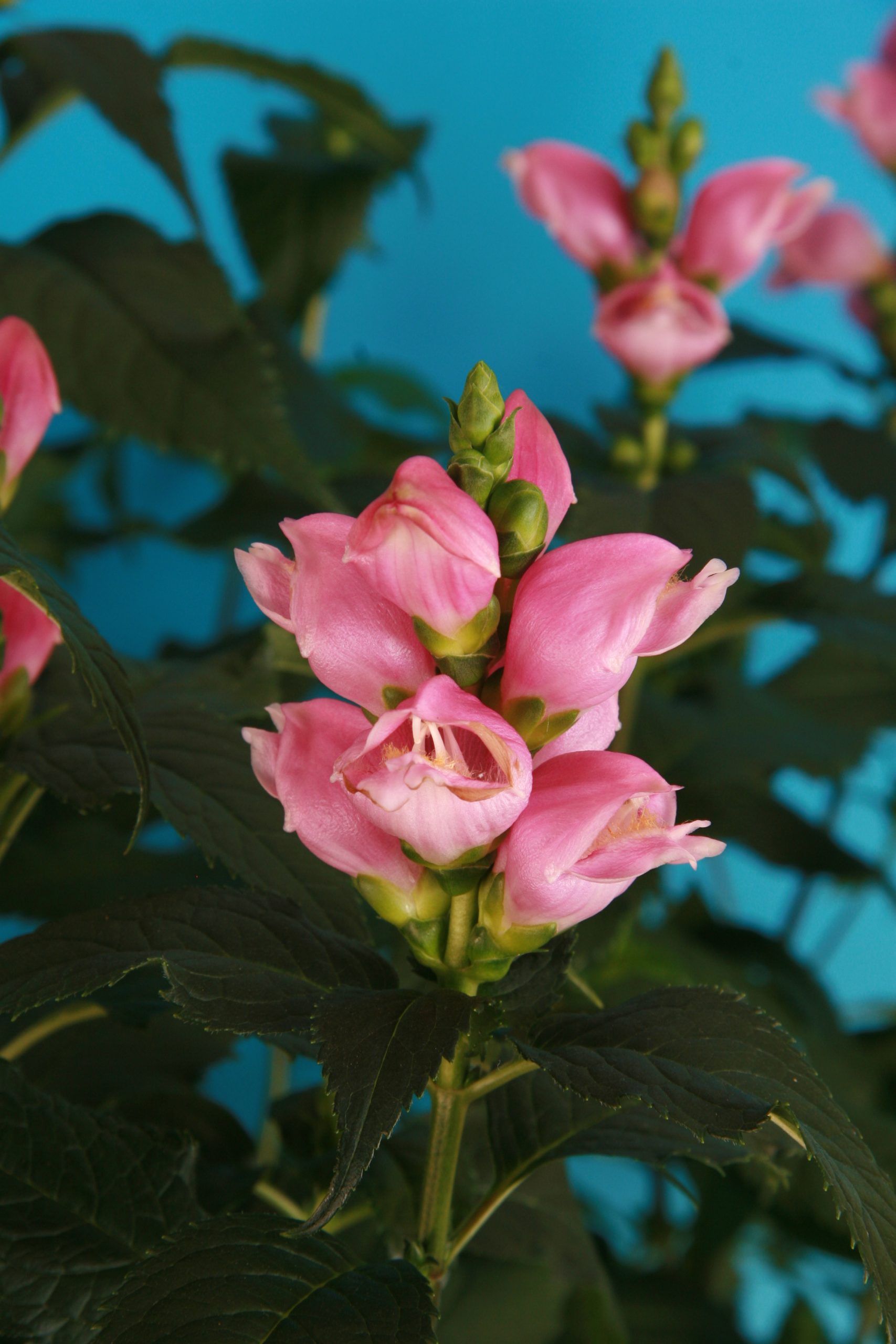 Chelone obliqua 'Pink Turtle' (Żółwik ukośny) nowość!