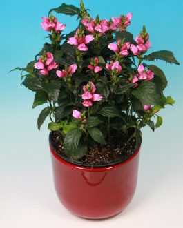 Chelone obliqua 'Pink Turtle’ (Żółwik ukośny) nowość!