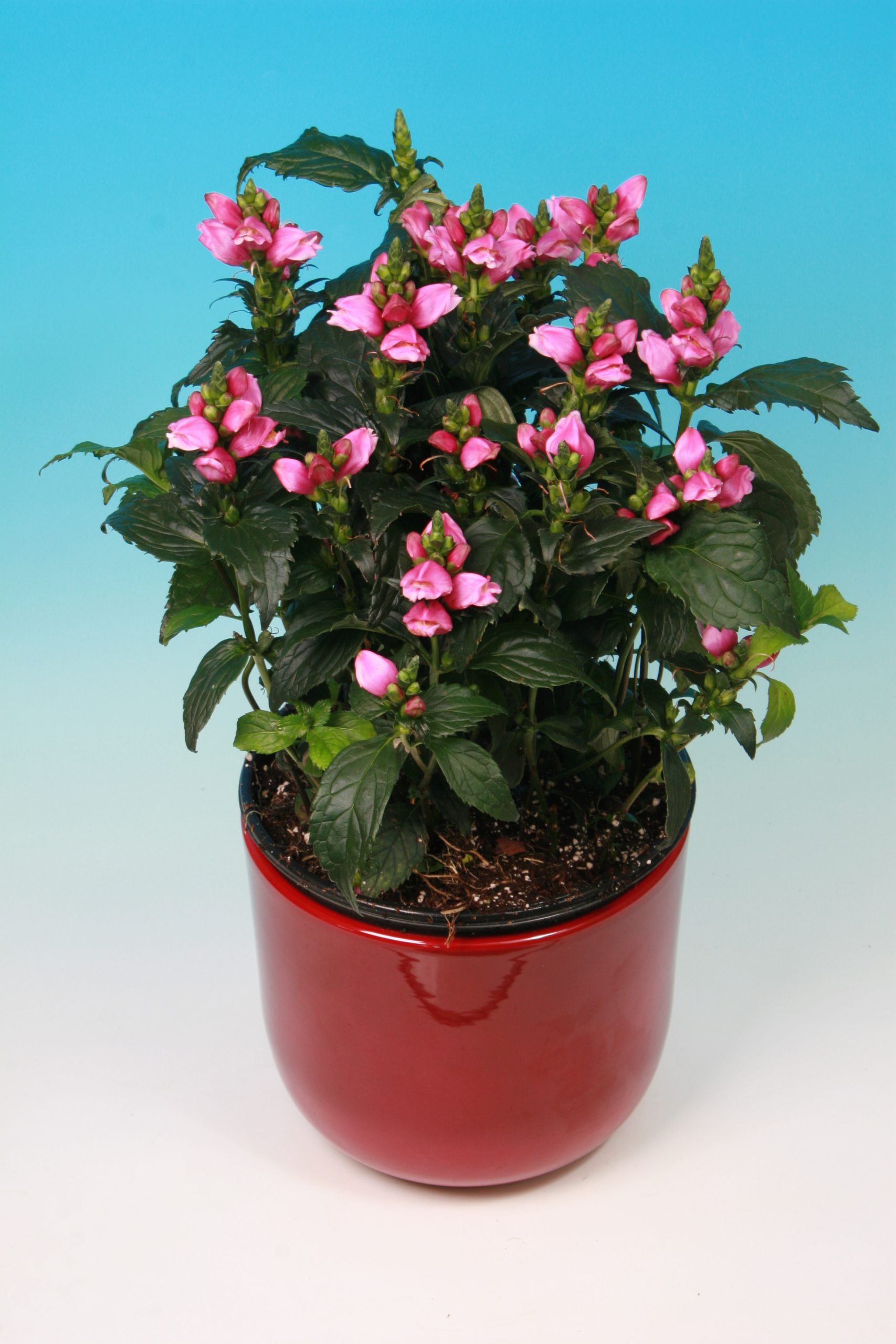 Chelone obliqua 'Pink Turtle' (Żółwik ukośny) nowość! - obrazek 2