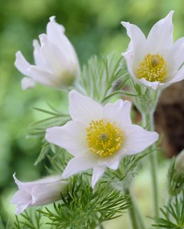 Pulsatilla vulgaris 'Alba’ (Sasanka zwyczajna) nowość!
