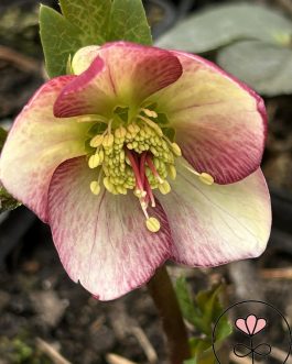 Helleborus HGC Ice N’Roses 'Macy Marble'(Ciemiernik) nowość!