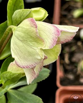 .Helleborus HGC Ice N’Roses 'Picotee’(Ciemiernik) nowość!