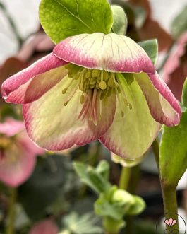 .Helleborus HGC Ice Breaker 'Bonny’ (Ciemiernik) nowość!