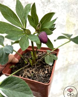 Helleborus orientalis Quintessa 'Black’ (Ciemiernik wschodni) nowość!!!