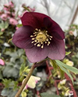 Helleborus orientalis Quintessa 'Black’ (Ciemiernik wschodni) nowość!!!