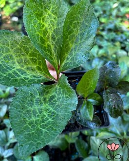 Helleborus HGC Ice N’Roses 'Macy Marble'(Ciemiernik) nowość!