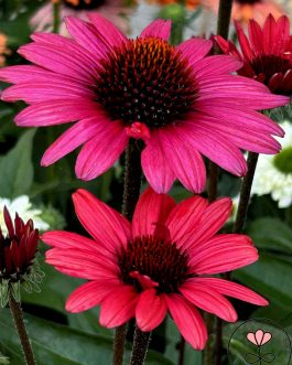 Echinacea hybrida SUNSEEKERS 'Scarlet’ (Jeżówka mieszańcowa)