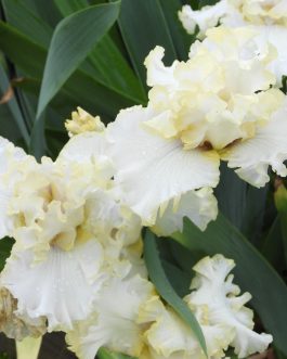 Iris germanica 'Biały Pielgrzym’ (Kosaciec bródkowy) nowość!