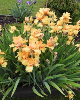 Iris germanica 'Burdasz’ (Kosaciec bródkowy) nowość!