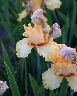 Iris germanica 'Burdasz’ (Kosaciec bródkowy) nowość!