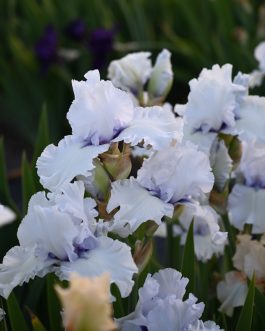 Iris germanica 'Sinobrody’ (Kosaciec bródkowy) nowość!