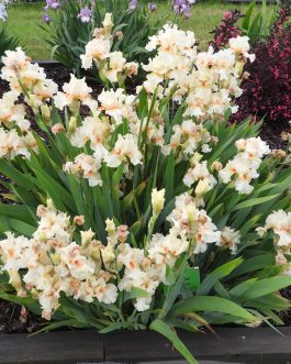 Iris germanica 'Wilanów’ (Kosaciec bródkowy) nowość!