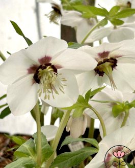 Helleborus orientalis 'Sugar Plum’ (Ciemiernik wschodni) totalna nowość!!!