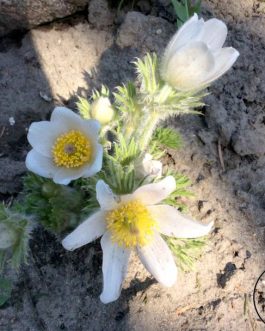 Pulsatilla vulgaris 'Alba’ (Sasanka zwyczajna) nowość!