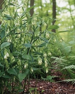 Disporum cantoniense 'Green Giant’ (Parnik olbrzymi) nowość!