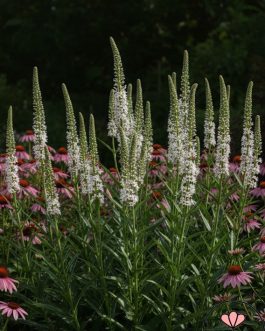 Lysimachia ephemerum (Tojeść nietrwała) nowość!