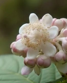 Deinanthe bifida 'Pink Kii’ (Pięknokwiat dwudzielny) nowość! rarytas!