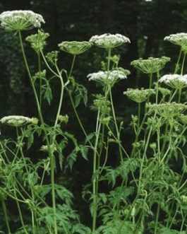 Dystaenia takesimana ( Seler koreański ) nowość! rarytas!