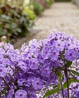 Phlox paniculata 'Blue Paradise’ (Floks wiechowaty)  nowość!
