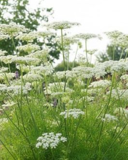 Peucedanum rablense (Gorysz rablense) NOWOŚĆ! mega rarytas!!