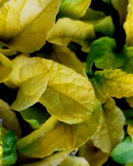 Ajuga Feathered Friends 'CORDIAL CANARY'(Dąbrówka Tenora) nowość!