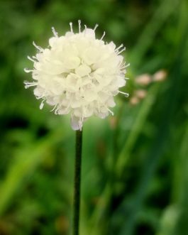 Succisa pratensis 'Buttermilk’ (Czarcikęs łąkowy) nowość!