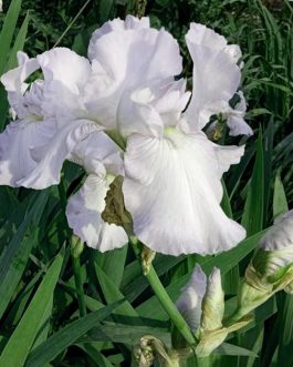 Iris 'Snow Flurry' ( Iris bródkowy) nowość!