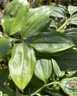 Disporopsis aspera 'Tall Form’ (Disporopsis) nowość!