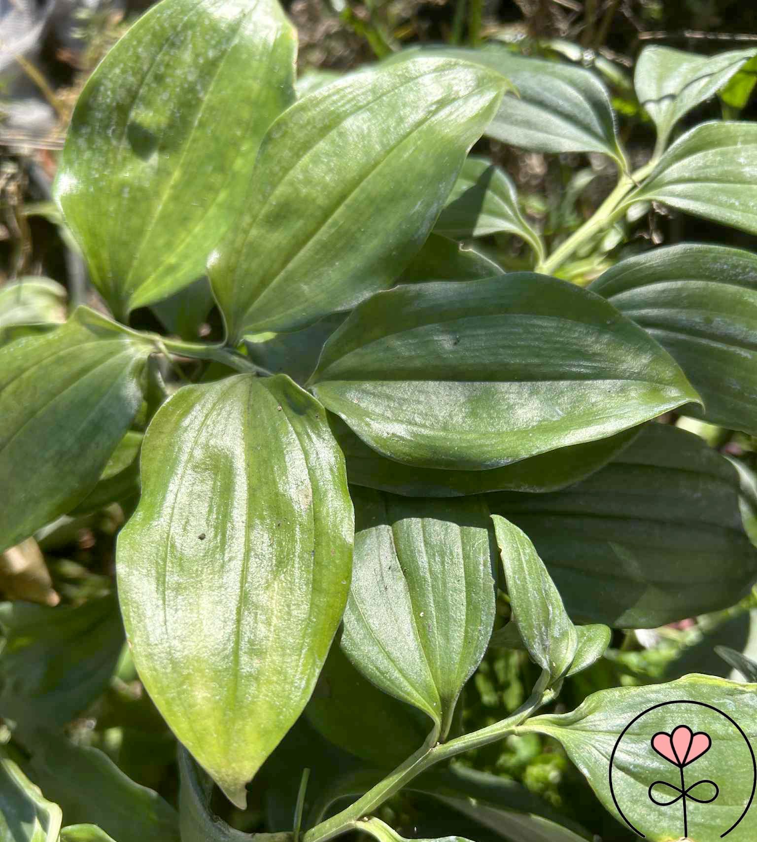 Disporopsis aspera 'Tall Form' (Disporopsis) nowość!