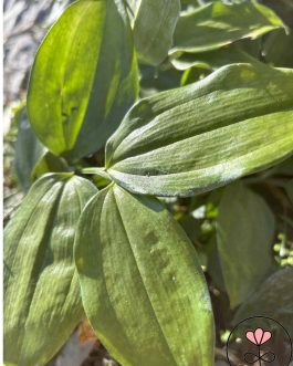 Disporopsis aspera 'Tall Form’ (Disporopsis) nowość!