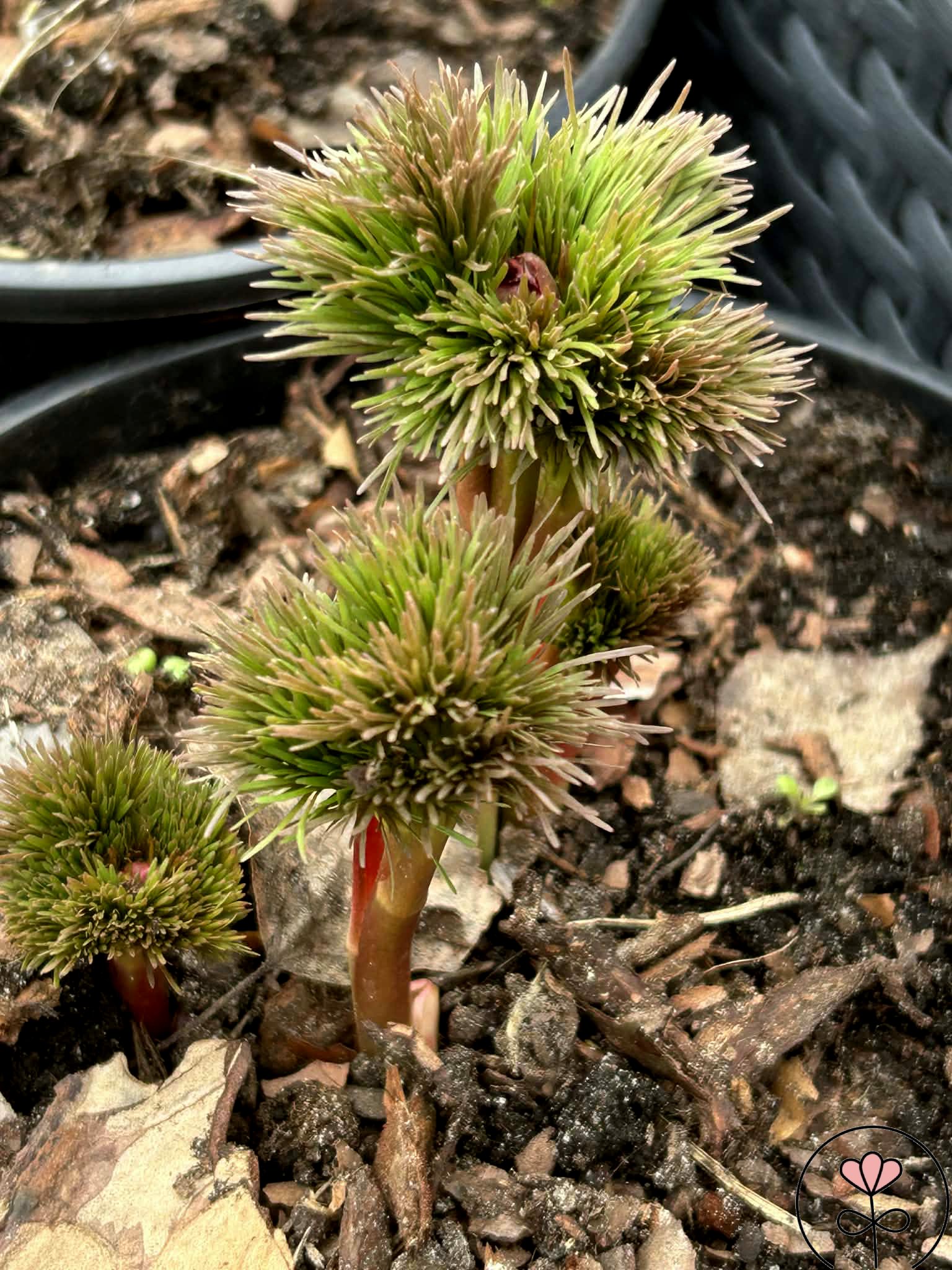 Paeonia tenuifolia (Piwonia delikatna) - obrazek 3