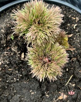 Paeonia tenuifolia 'Plena’/’Rubra Plena’ (Piwonia delikatna) Rarytas!
