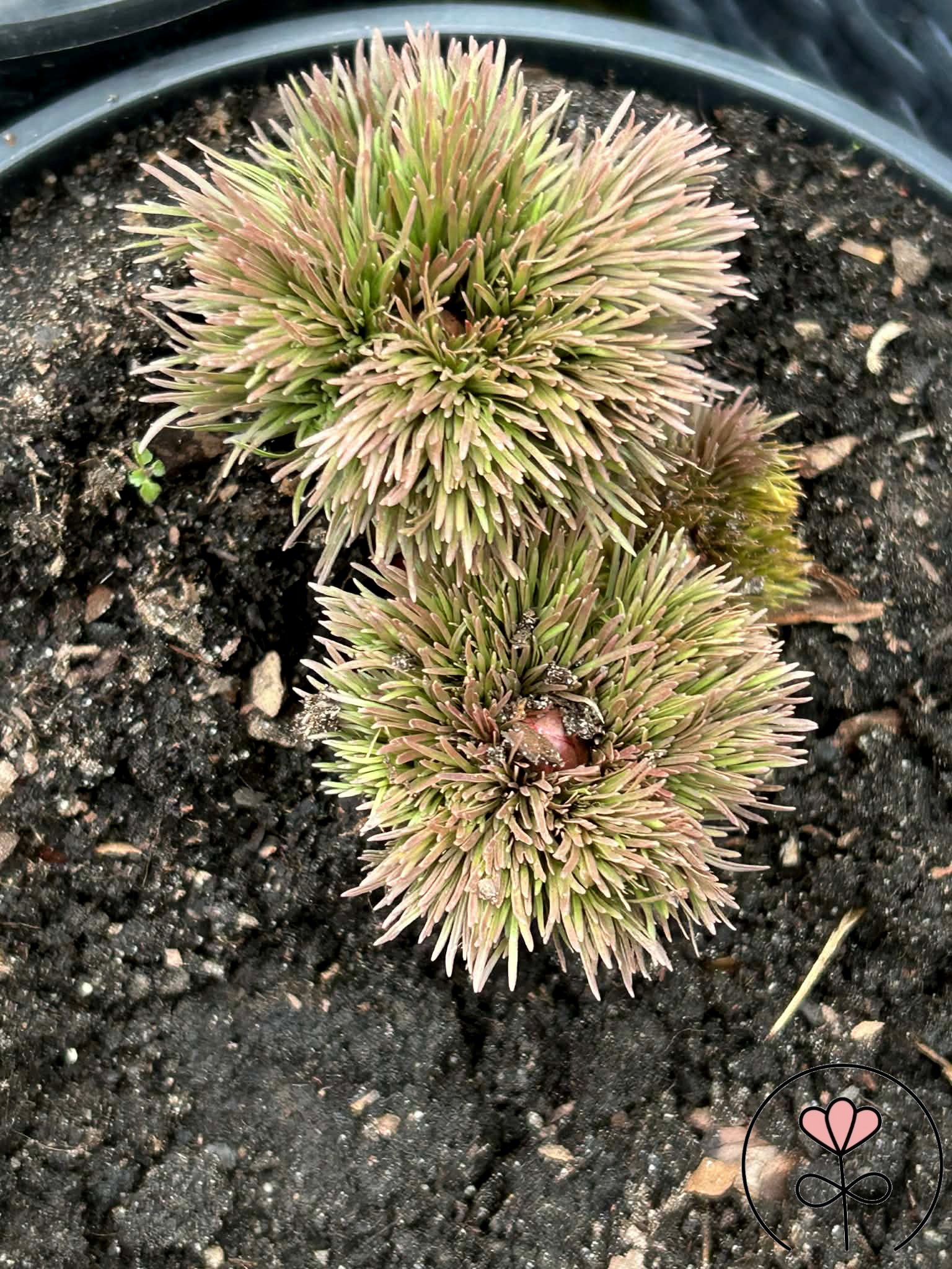 Paeonia tenuifolia 'Plena'/'Rubra Plena' (Piwonia delikatna) Rarytas! - obrazek 2