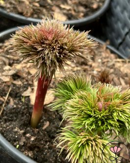 Paeonia tenuifolia (Piwonia delikatna)